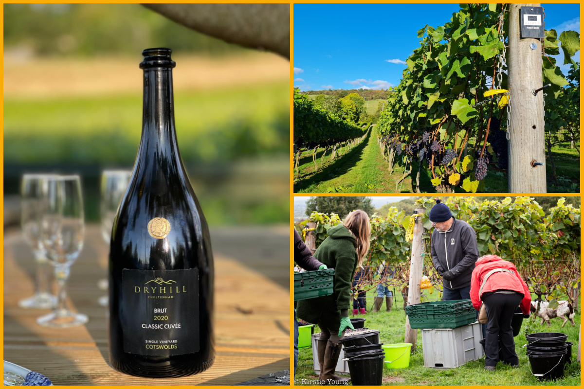 Dryhill vines and winemaking